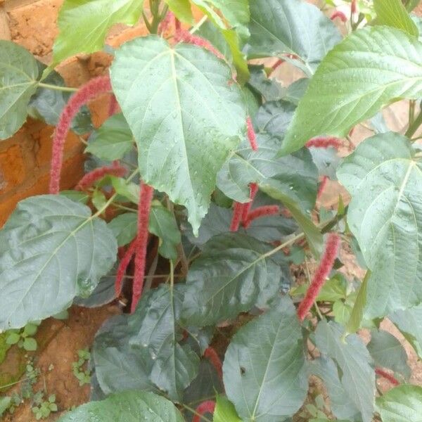 Acalypha hispida Hoja