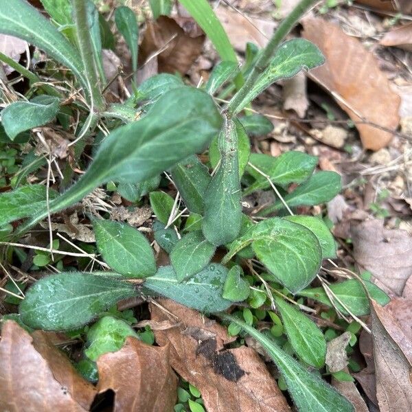 Silene virginica Leaf