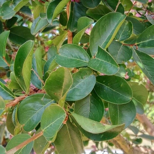 Lagerstroemia indica Levél