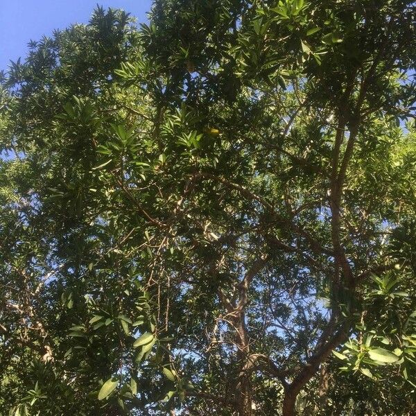 Ficus salicifolia Хабит