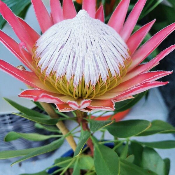 Protea cynaroides Blad