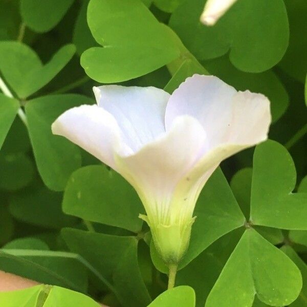 Oxalis incarnata Žiedas