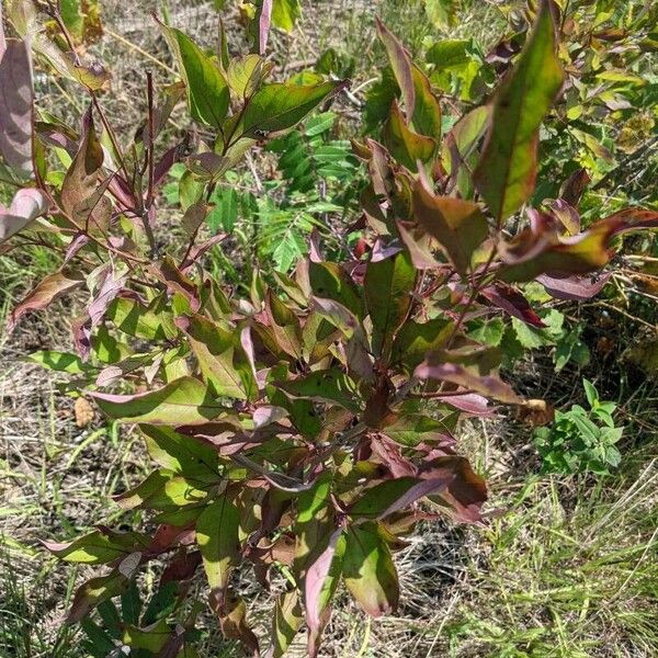 Cornus racemosa Blatt