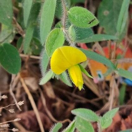 Crotalaria sagittalis 花