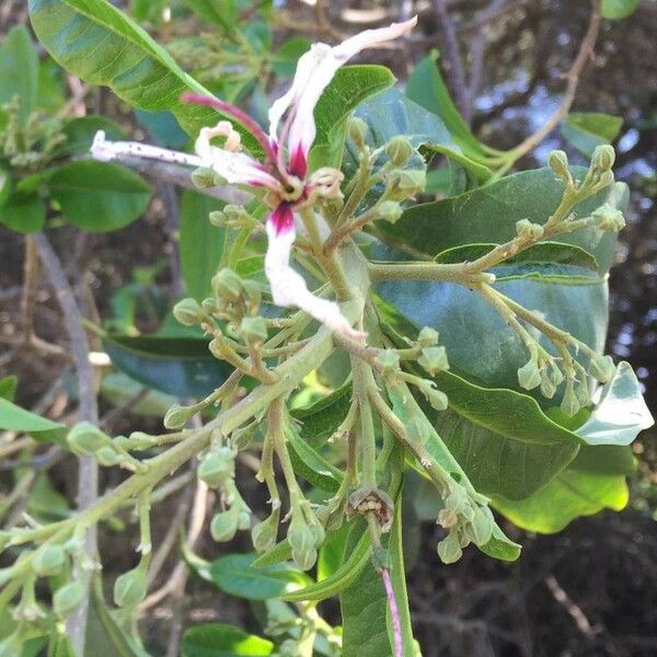 Calodendrum capense Blomma