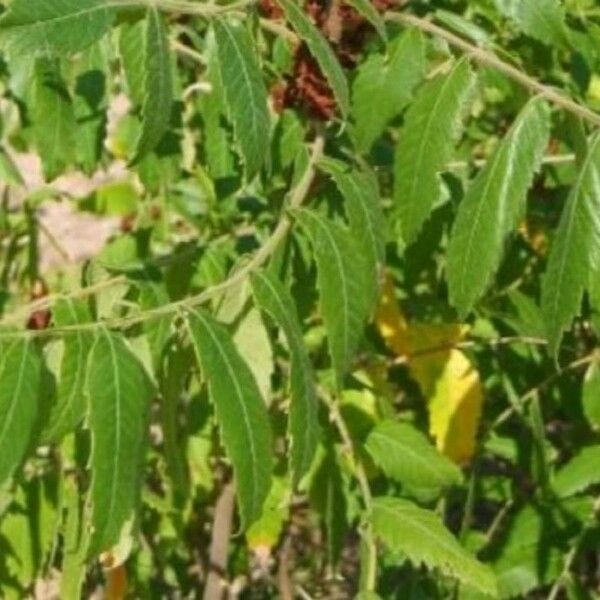 Rhus coriaria Лист