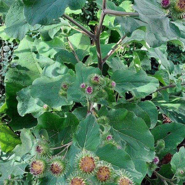 Arctium lappa Habit