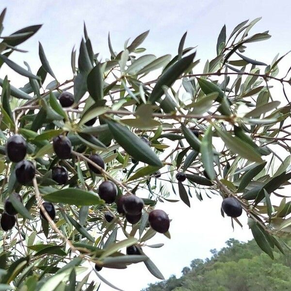 Olea europaea Fruit