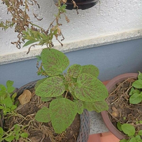 Amaranthus tricolor Blatt