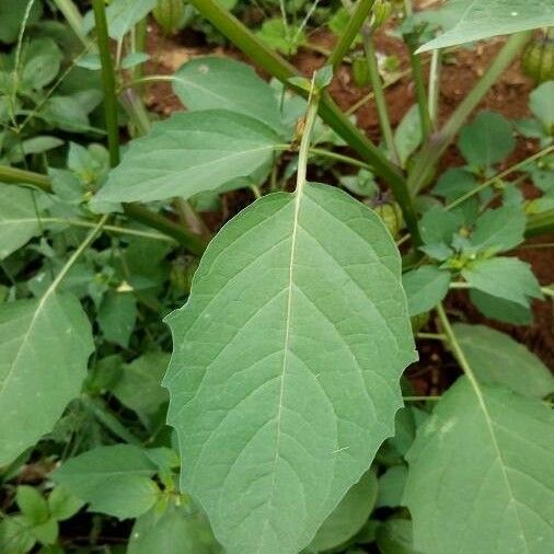 Physalis angulata Blad