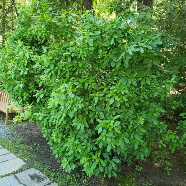 Clethra alnifolia Tervik taim
