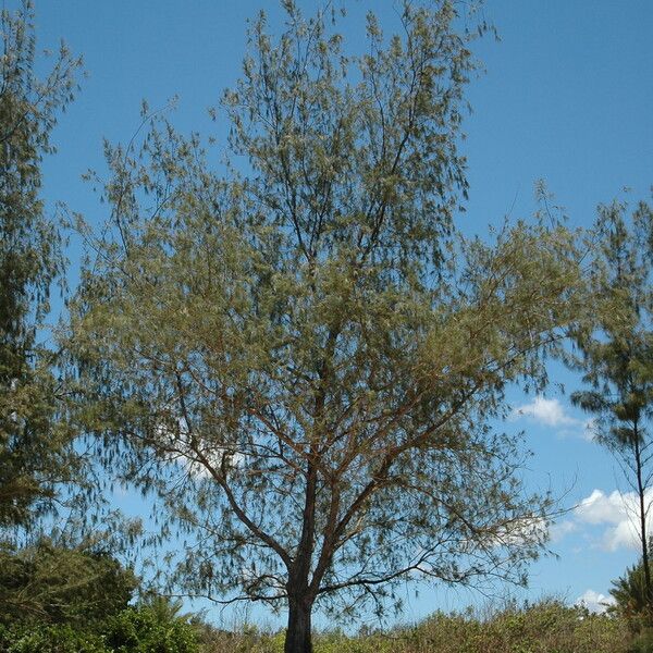 Casuarina equisetifolia Агульны выгляд