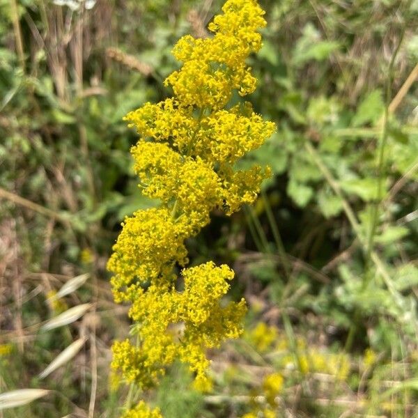 Galium verum Цвят