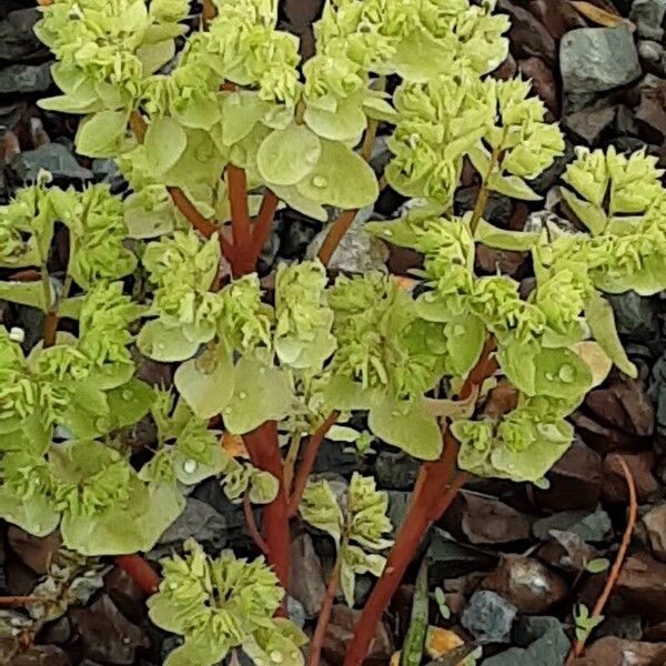 Euphorbia falcata Kwiat