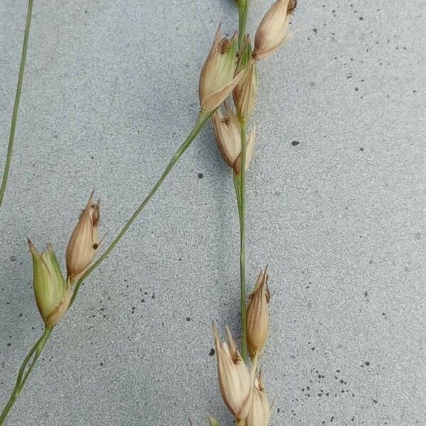 Panicum virgatum Blomst