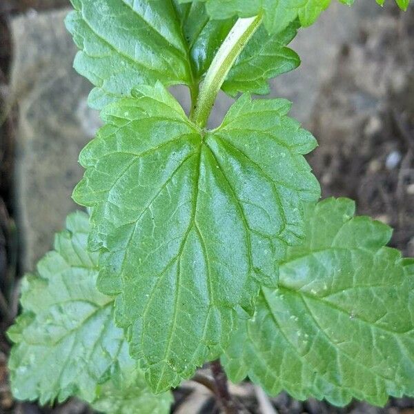 Scrophularia peregrina Fuelha