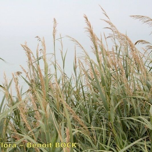 Arundo plinii Natur