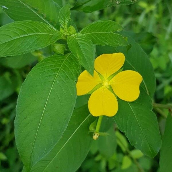 Ludwigia alternifolia പുഷ്പം