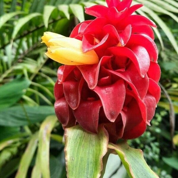 Costus barbatus Blüte