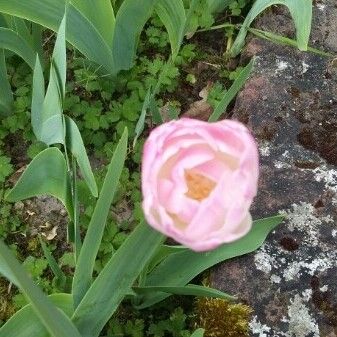 Convolvulus arvensis Cvet