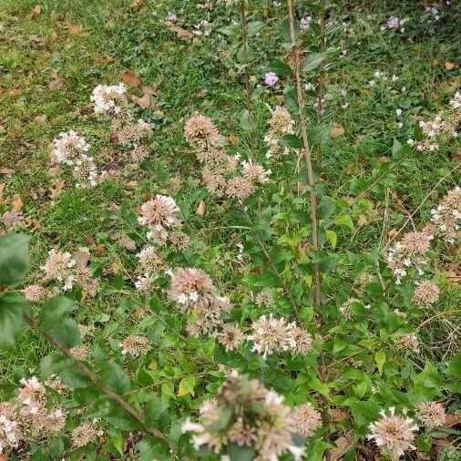 Abelia chinensis Hábito