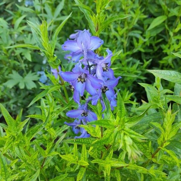 Delphinium elatum Flower