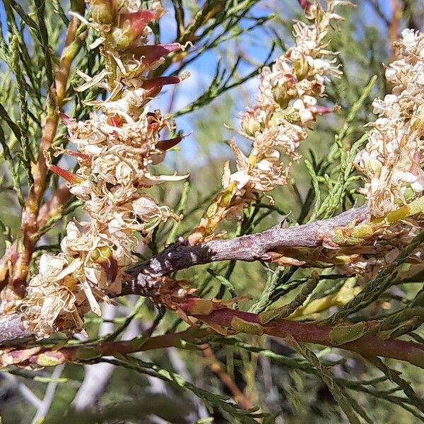 Tamarix africana Flower