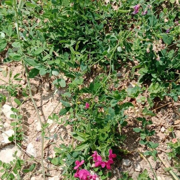 Lathyrus tuberosus Habitat