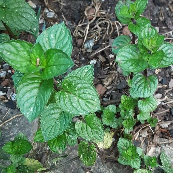 Mentha × piperita Ліст