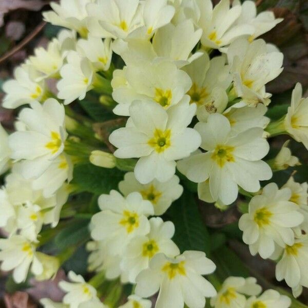 Primula vulgaris 花