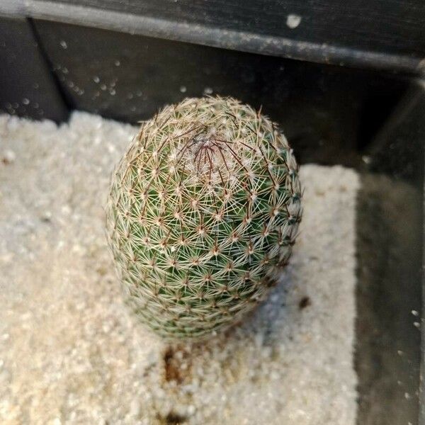 Mammillaria matudae Foglia