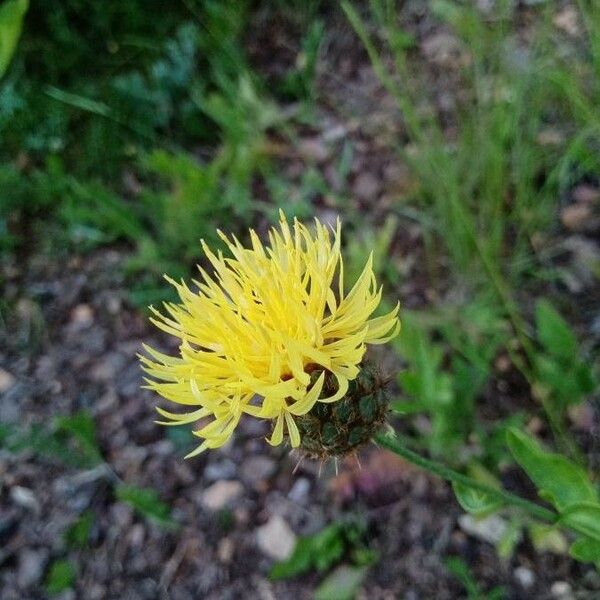 Centaurea collina ᱵᱟᱦᱟ