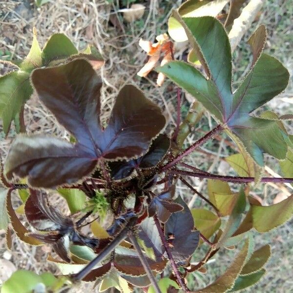 Jatropha gossypiifolia পাতা