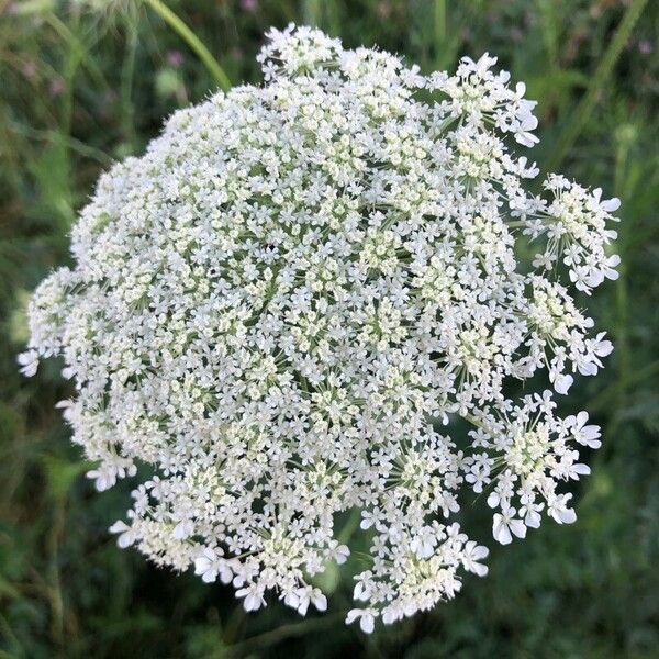 Visnaga daucoides Flower