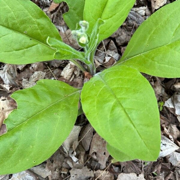 Andersonglossum virginianum Blad