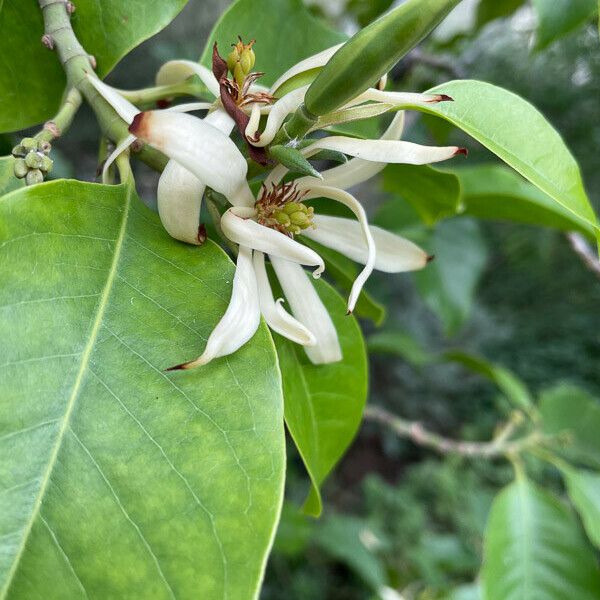 Magnolia champaca Цветок