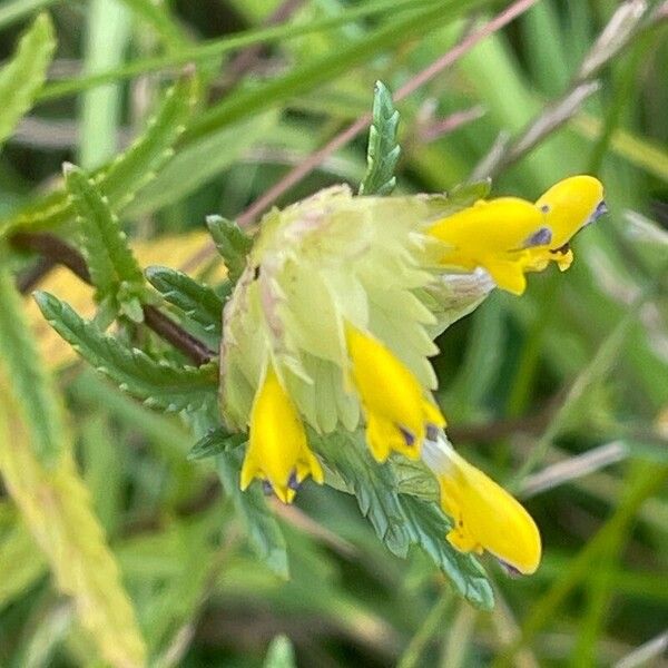 Rhinanthus minor Flors