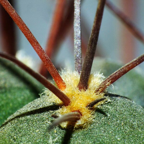 Gymnocalycium pflanzii Φύλλο