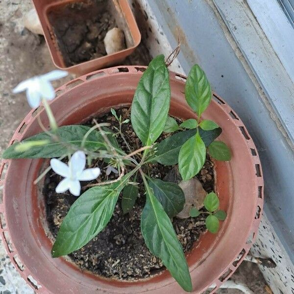 Pseuderanthemum variabile Fleur