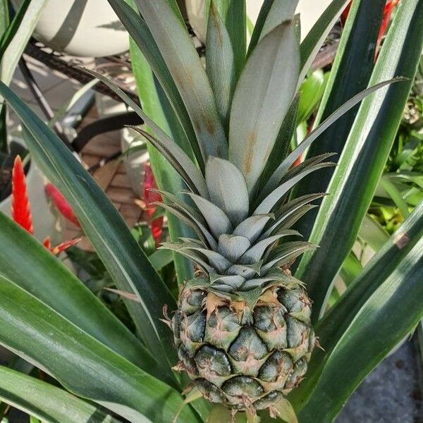 Ananas comosus Fruto