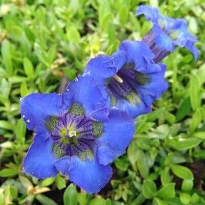 Gentiana acaulis ফুল