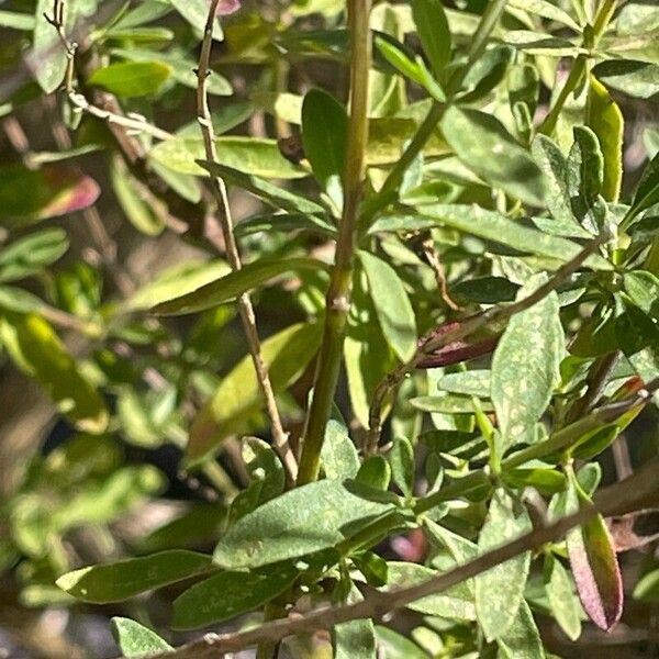 Salvia × jamensis Schors