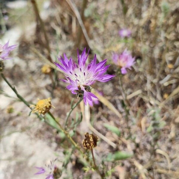 Centaurea aspera Flower