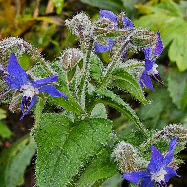 Borago officinalis Vekstform