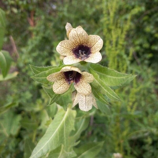 Hyoscyamus niger Flower