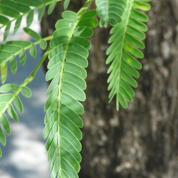 Tamarindus indica Leaf