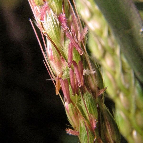 Ischaemum timorense Fruit