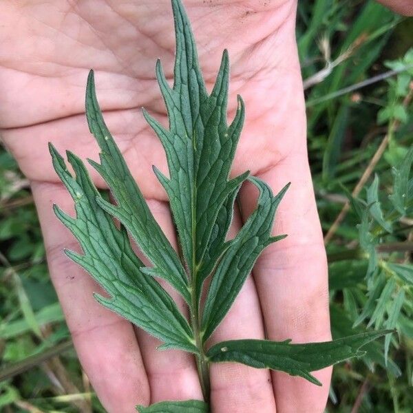 Valeriana officinalis Foglia