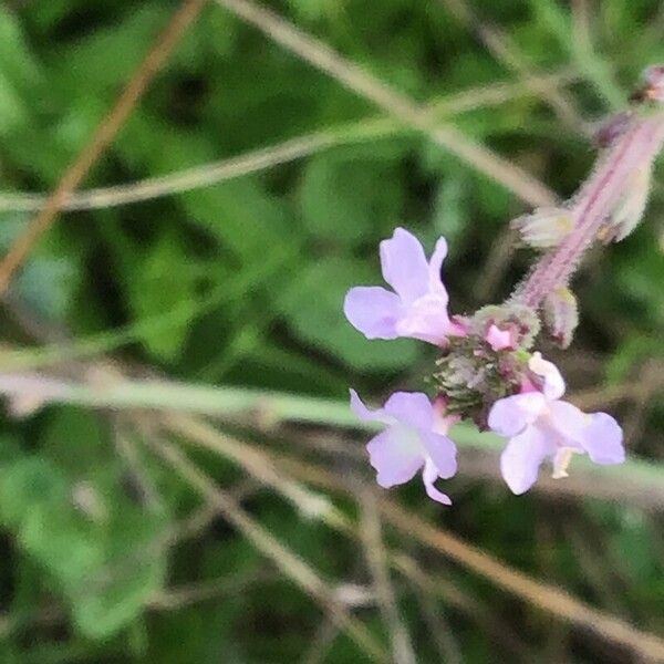 Verbena supina Kwiat