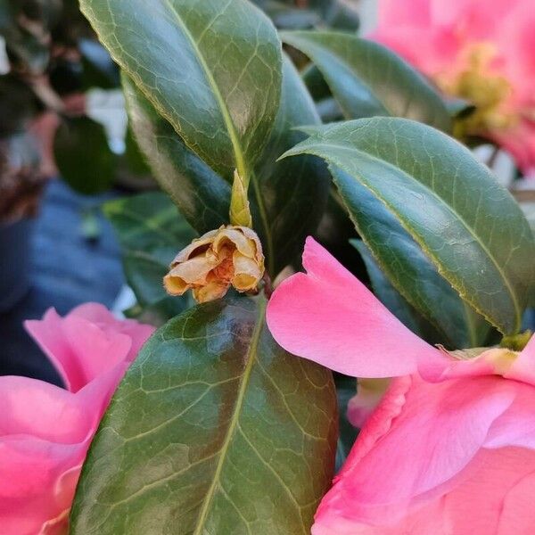 Camellia japonica Fulla